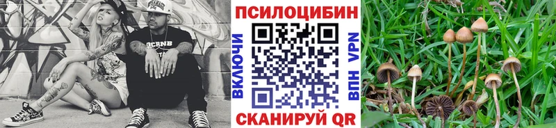 сколько стоит  ОМГ ОМГ как зайти  Псилоцибиновые грибы Cubensis  Пикалёво 